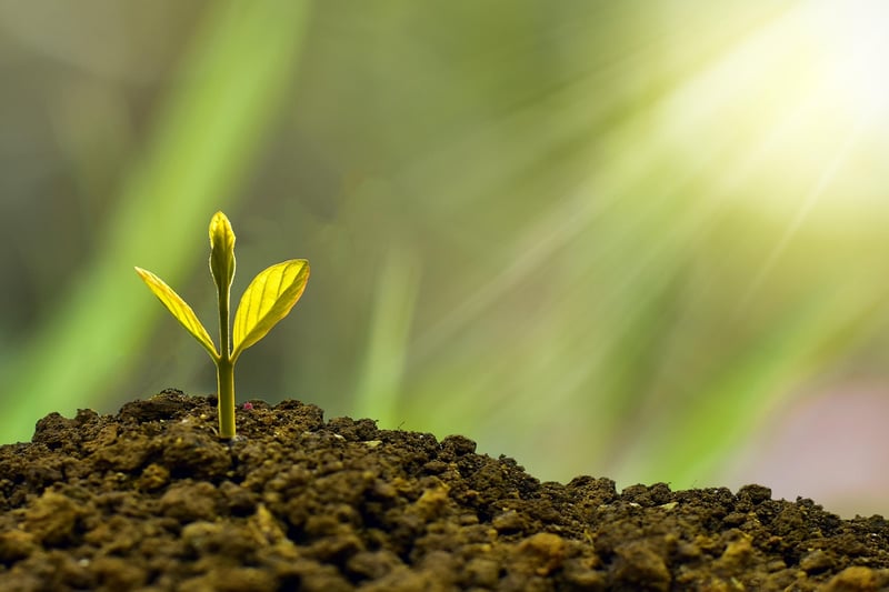 Sustainability Consultant
